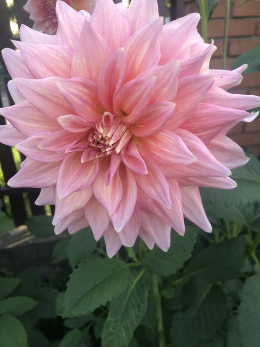 Корені великоквіткових жоржин