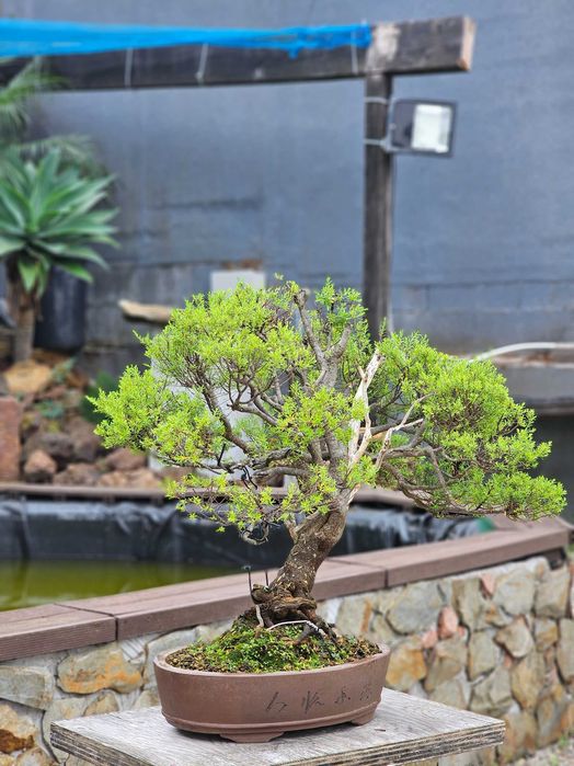 Bonsai alcrim do norte (diosma)