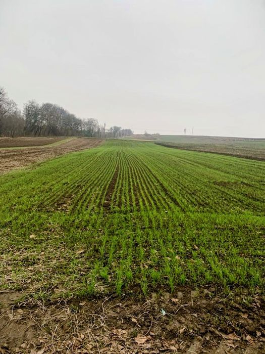 Земельна ділянка в Обарові.