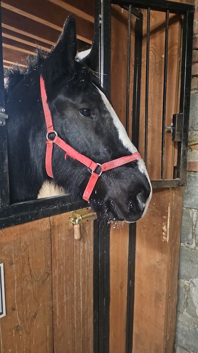 Sprzedan ogierka  Śląskiego