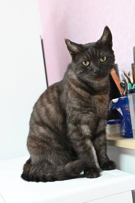 Котик Альф из приюта бесплатно