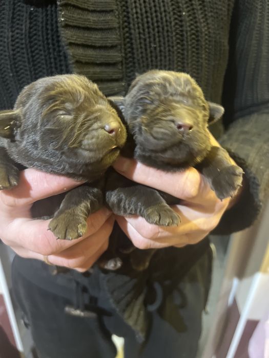 Шоколапки найнай кращі