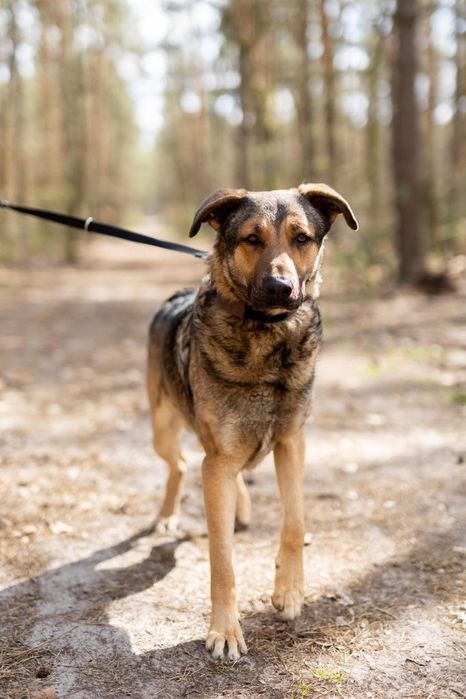 Silan sympatyczny olbrzym do pokochania