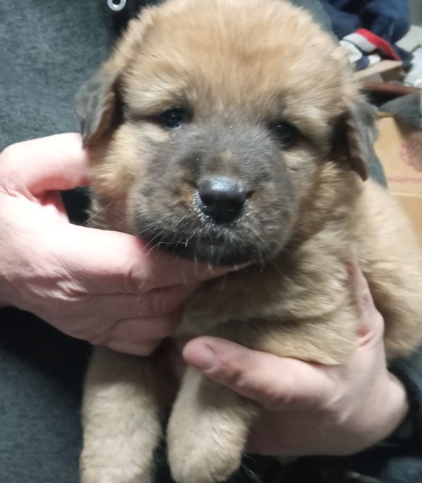 Банхар(монгольська вівчарка)