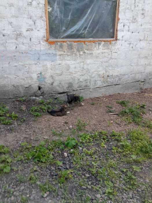 Цуценята в добрі руки