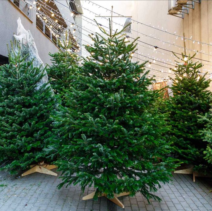 Жива різдвяна ялинка Нордмана  - Преміум ялиця Нордмана 2.25-2.50 м