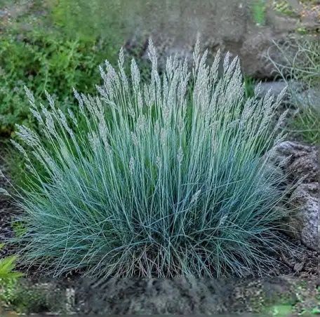 Sesleria błękitna, trawa ozdobna
