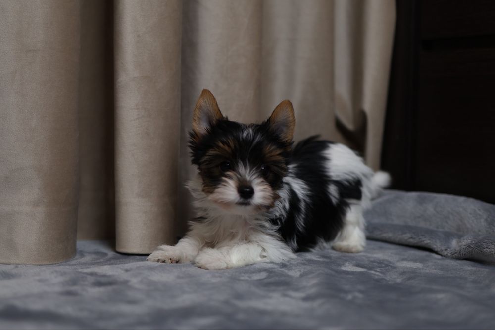 Бівер йорк хлочкик цуценя