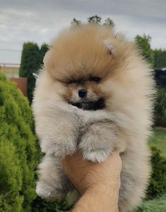 Pomaranian szpic miniaturowy