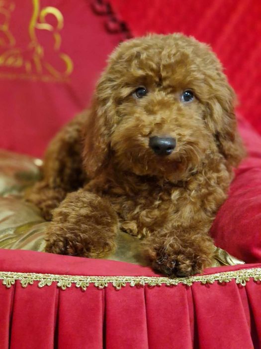 Pudel miniaturowy wyjątkowy chłopiec