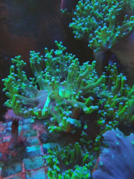 Корали в морський акваріум: Soft, LPS, SPS
