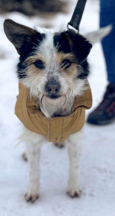 Cynamonek gorąco poleca się do adopcji...