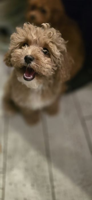 Cavapoo/ dziewczynka
