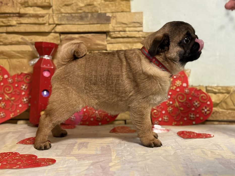 Мопс цуценя хлопчик абрикосовий