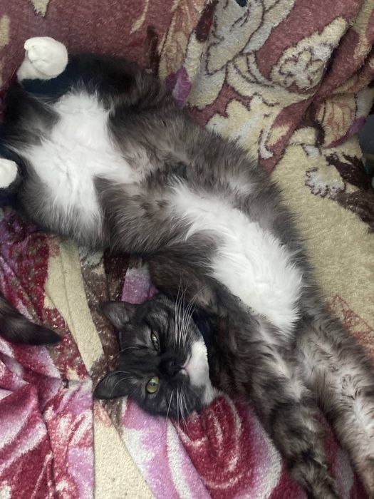 !ТЕРМІНОВО! яскраве сонечко - кицюня нікі шукає своє щастячко