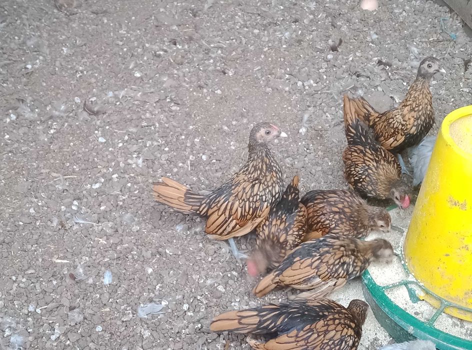 Кури себрай золотий та бентам чорний