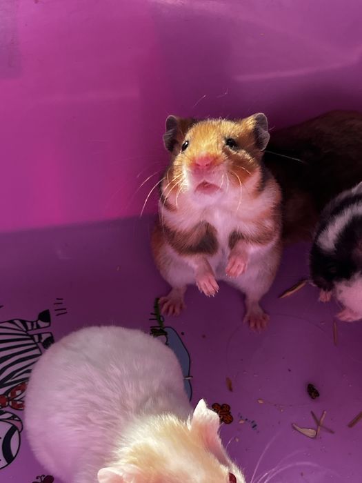 Хомяки пушистые(малыши)