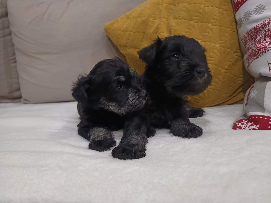 Sznaucer miniaturowy miniatura miniaturka