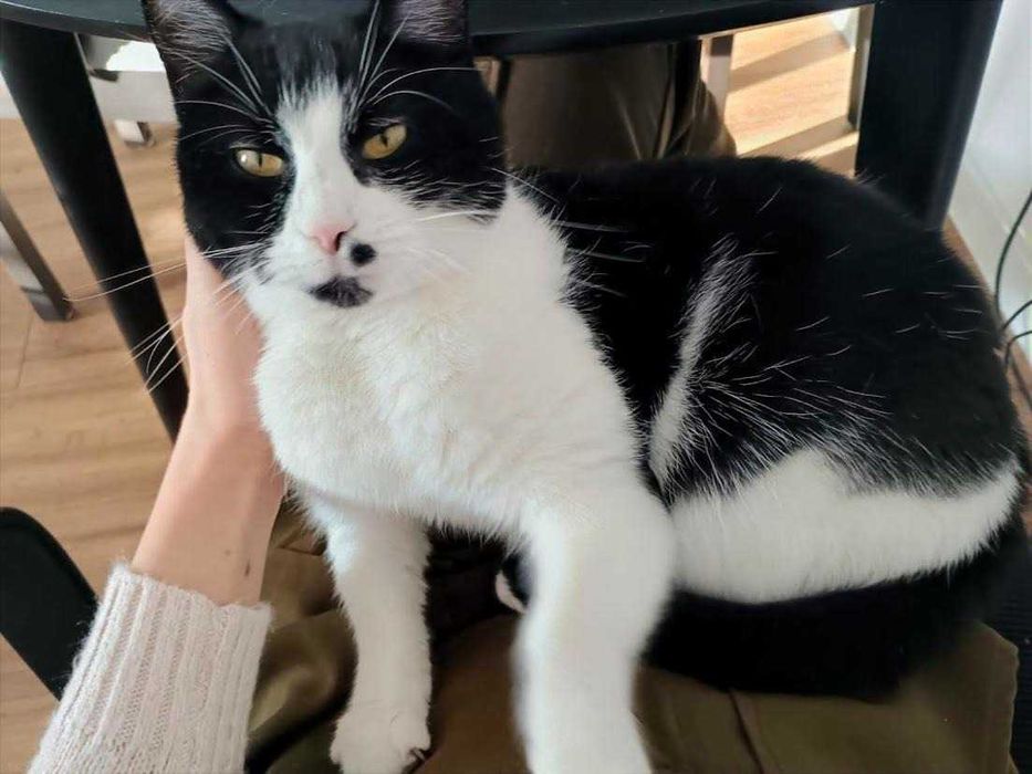 MARILYN - 2-letnia miziasta śliczna koteczka szuka domku!