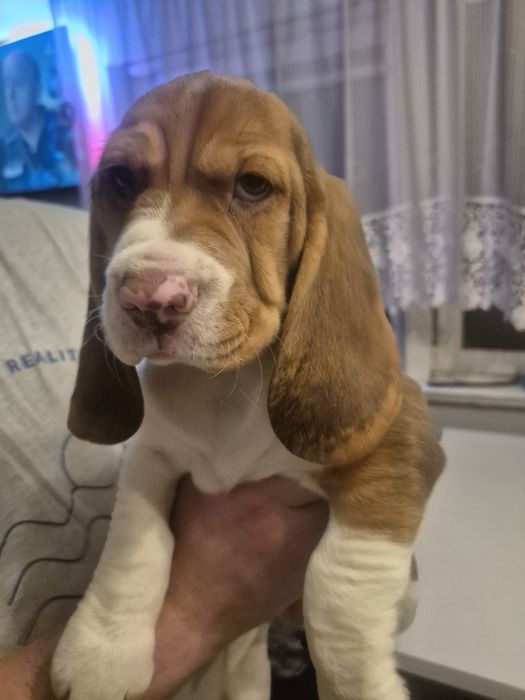 Suczka Beagle szczeniak