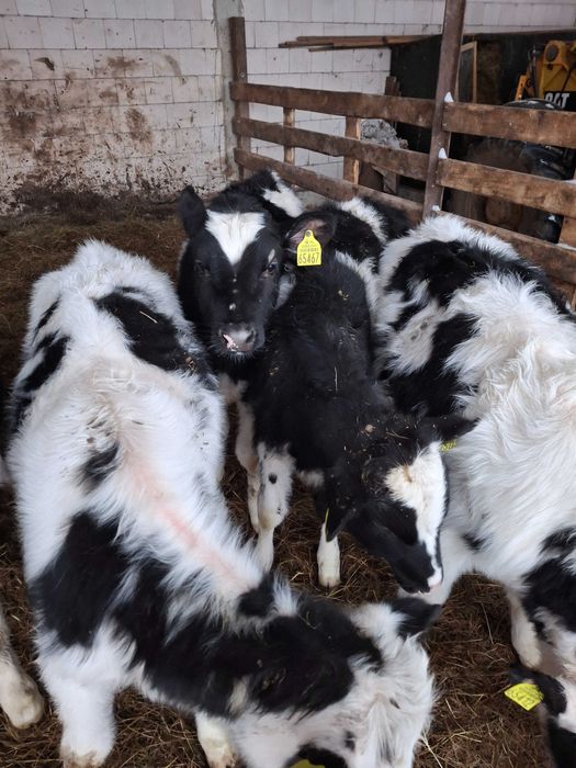 Jałowiki HO Żerłaki mleczne
