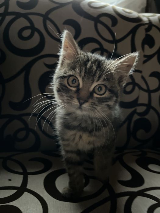 Віддам милих кошенят у добрі руки