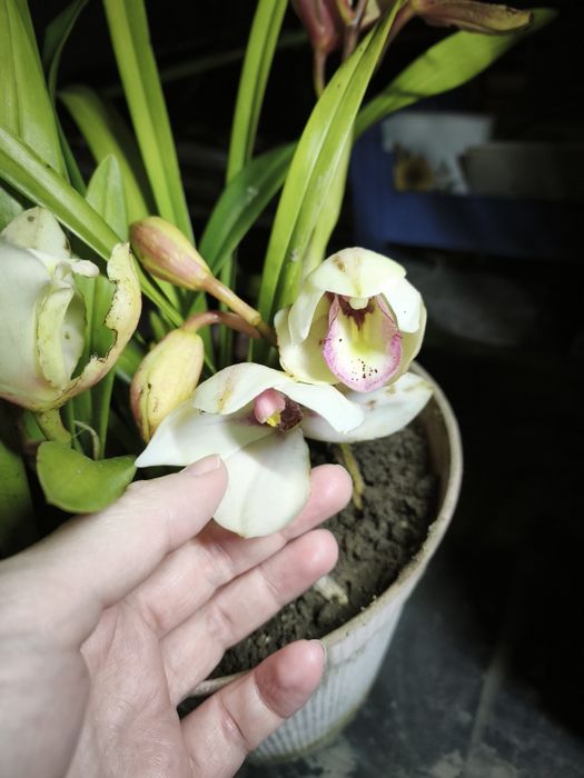 Vaso de orquídea barato