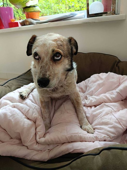 Mako poleca się do adopcji