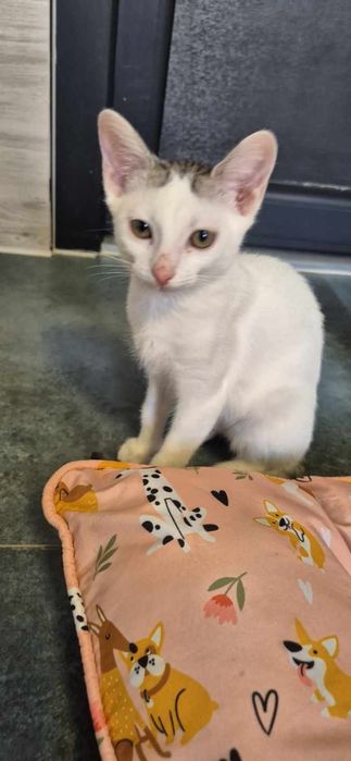 Kocurki okolo 3 miesiace