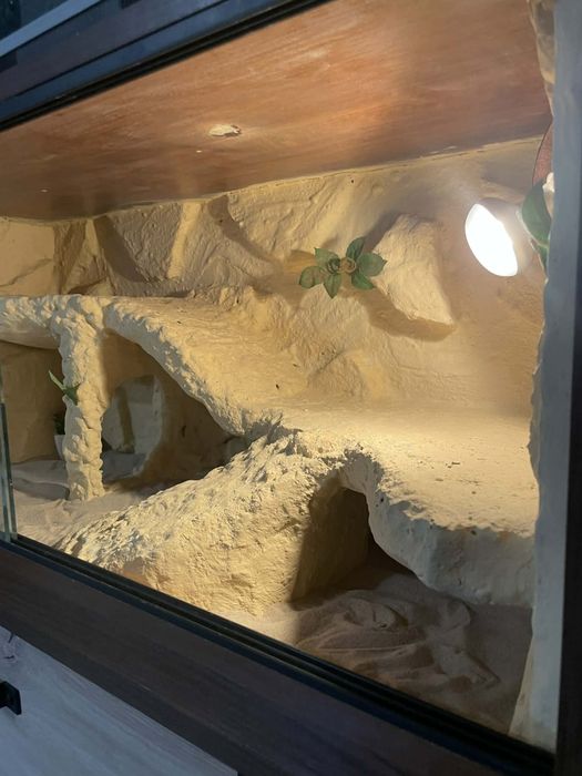 Terrarium na jaszczurki