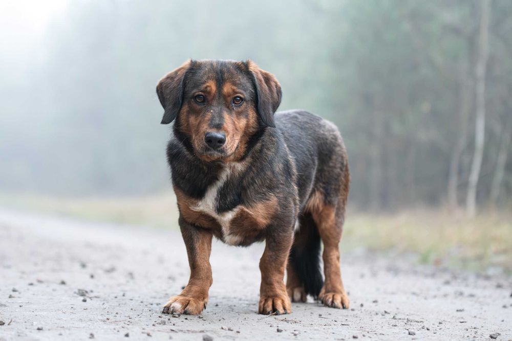 Raviolino: mądry, zdystansowany beaglowaty piękniś