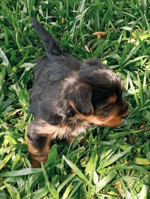 Fêmea Yorkshire Terrier