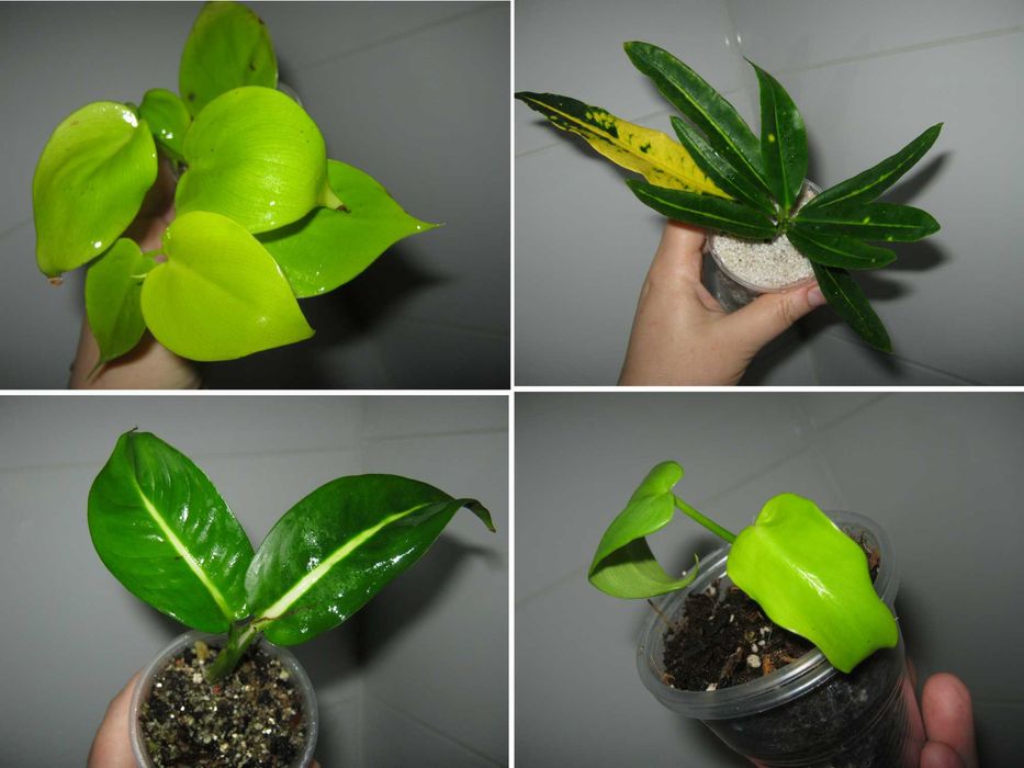 РАСПРОДАЖА все по150грн кротон филодендрон диффенбахия монстера