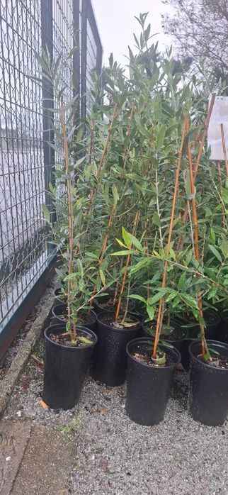 Vendem-se Oliveiras Galegas