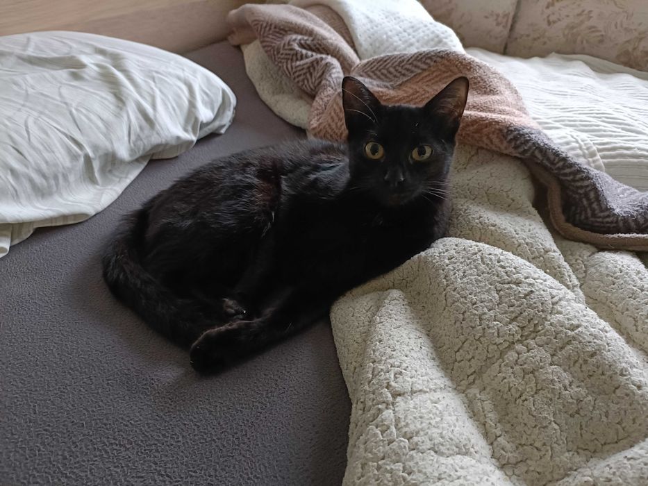 Gata preta de 7 meses para adopção