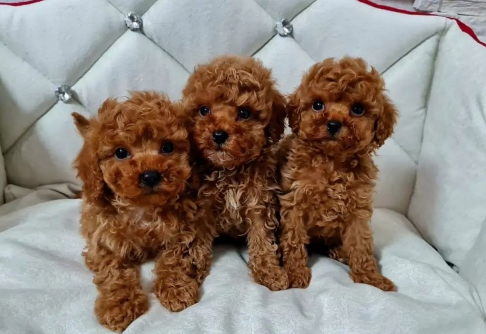 Малята той пуделята.якість.