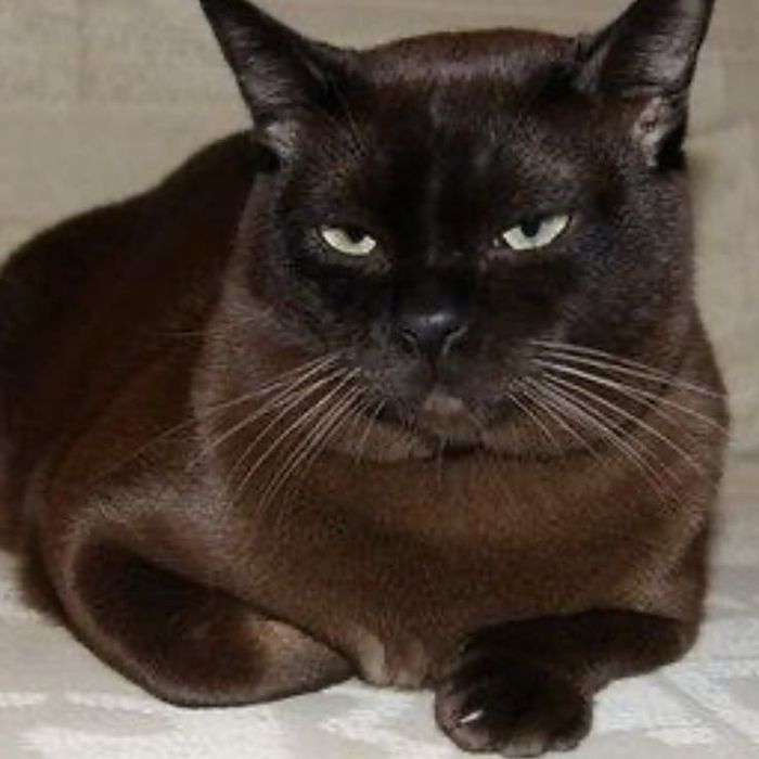 Вязка с котом породы бурма