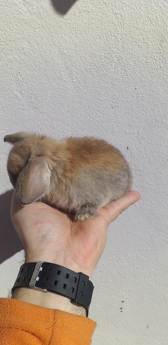 Kit Coelhinhos anões mini lop belier puros