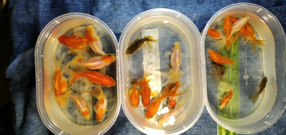 Аквариумна рибка  гуппі, меченосець, золоті. Пересилаю