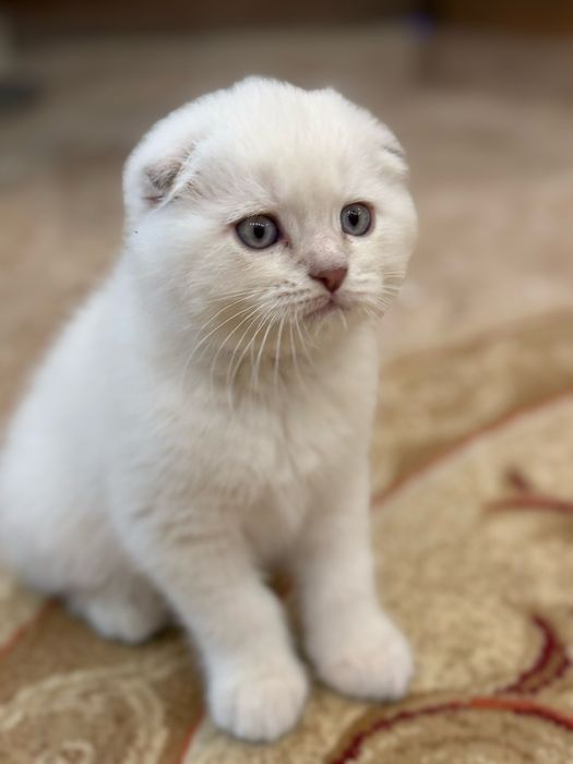 котята шотландские