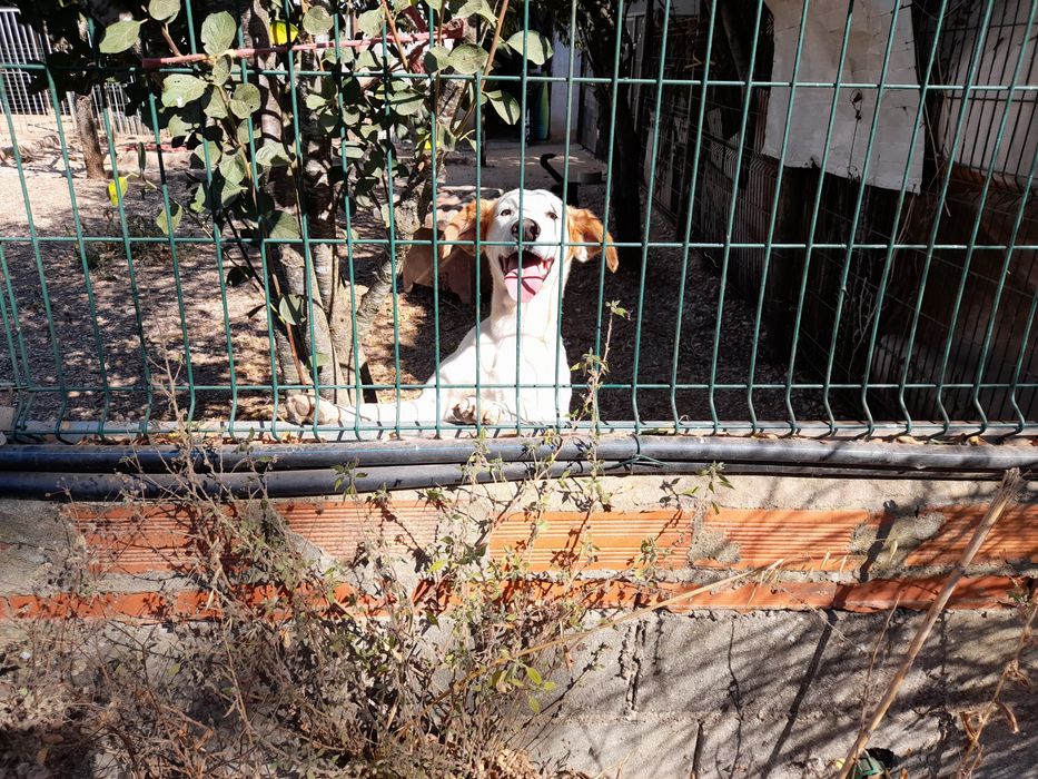 Cão para adotar responsavelmente