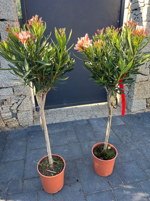 Oleander na pniu ANGIOLO PUCCI
