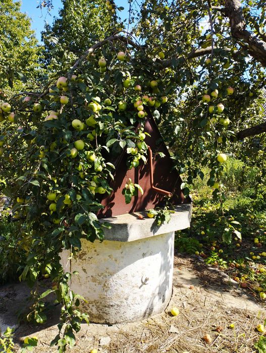 Продаю будинок в селі Северинівка Таращанського району