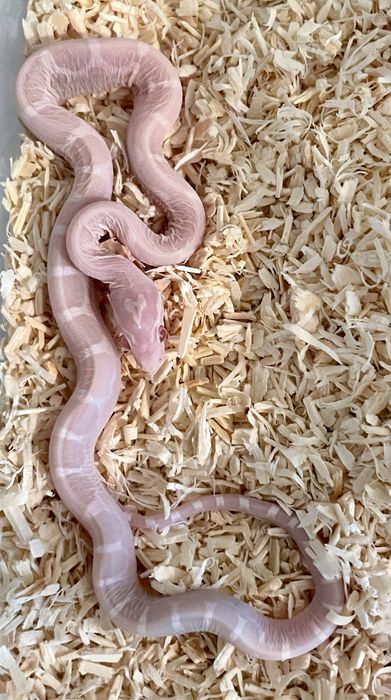 Wąż zbożowy Snow Scaleless dostepne samce i samice