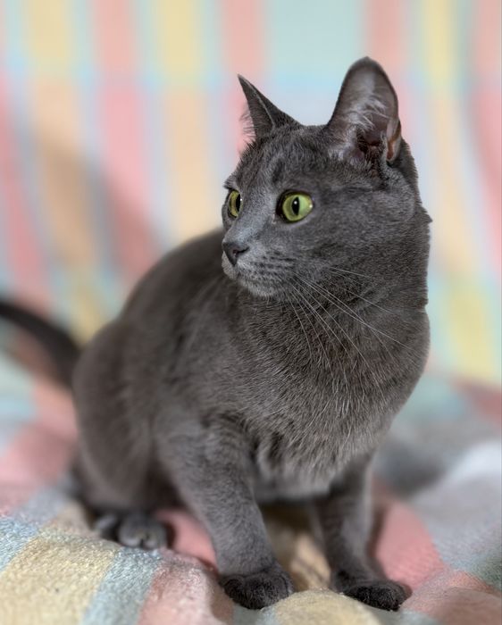 котик в добрі руки
