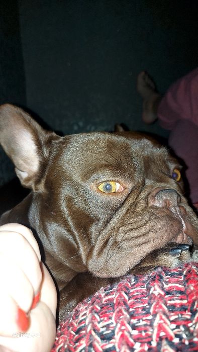 Джентельмен Ізабелла роджо