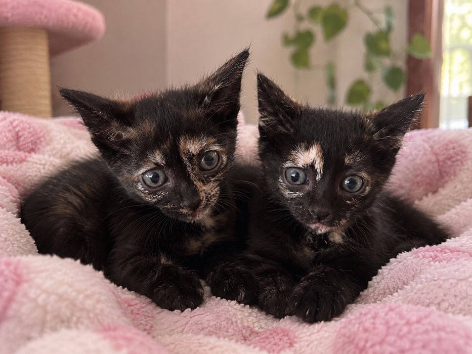 Lindas bebés de 2 meses
