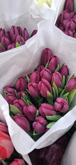 Тюльпани САМАР опт, роздріб, доставка