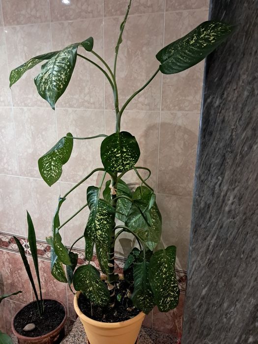 Planta decorativa
Dieffenbachia