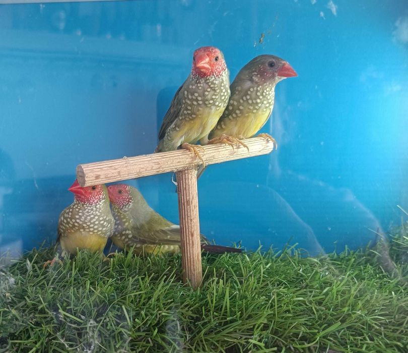 Diamantes Estrela e Diamantes Modesto(reservados) | Aves Exóticas | Torres Vedras